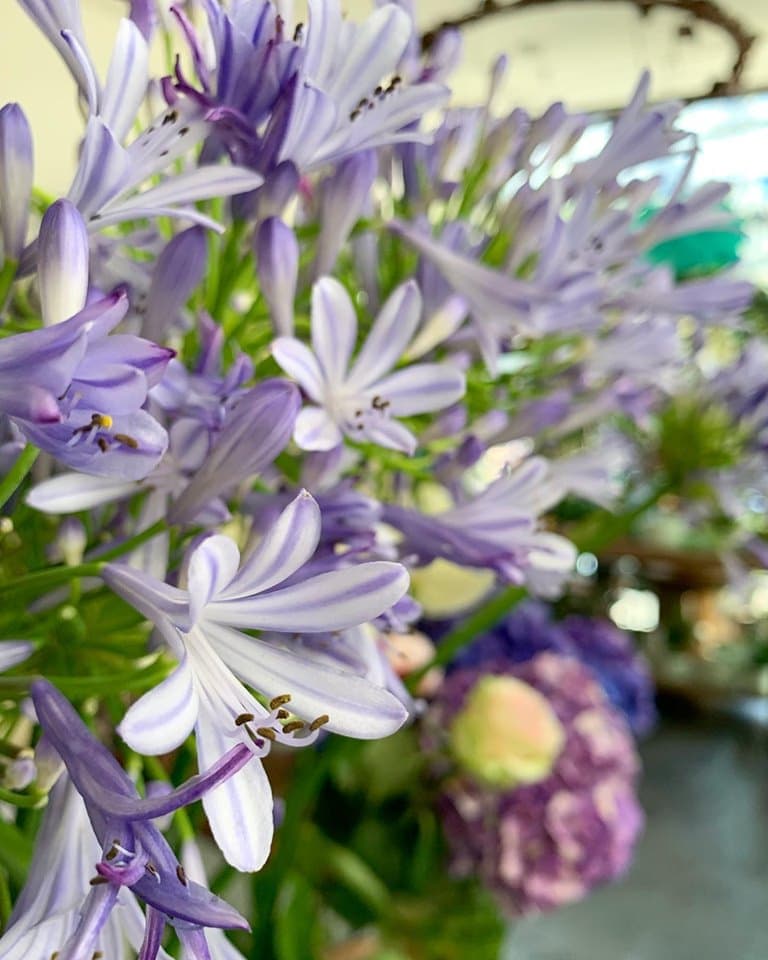 Una historia de amor por las flores